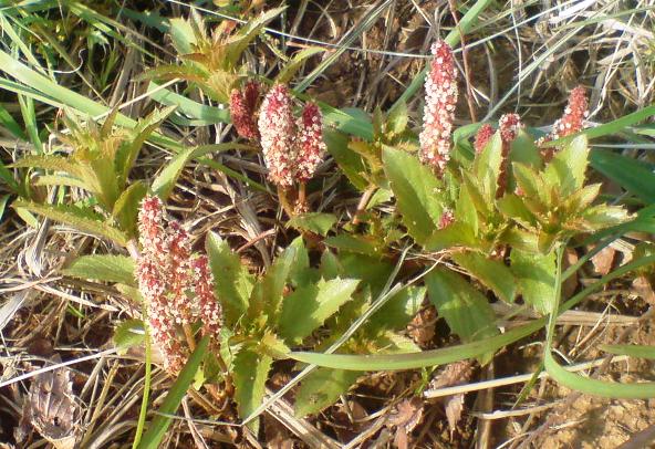 Male Plant: Photographed by Annette Raaff, Hartebeestfontein Conservancy